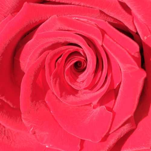Rose rot 2020