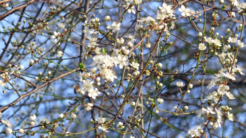 Mirabellenbaum in Blüte