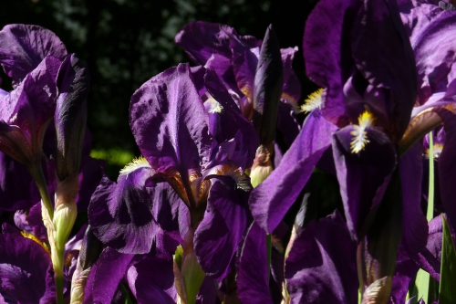 Garten-Iris