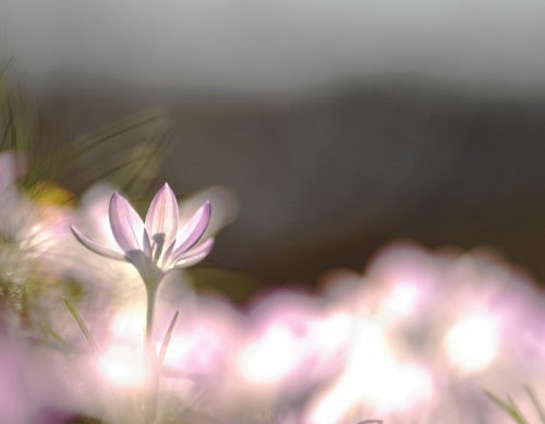 Krokus