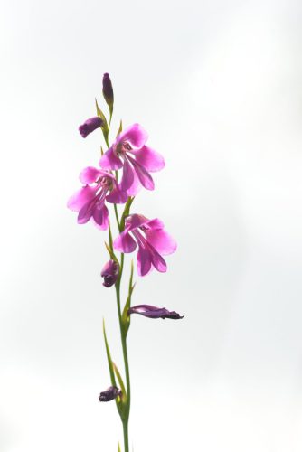 Sumpfgladiole