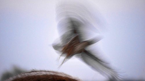 Bussard