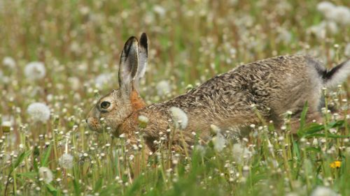 Hase