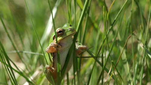 Laubfrosch
